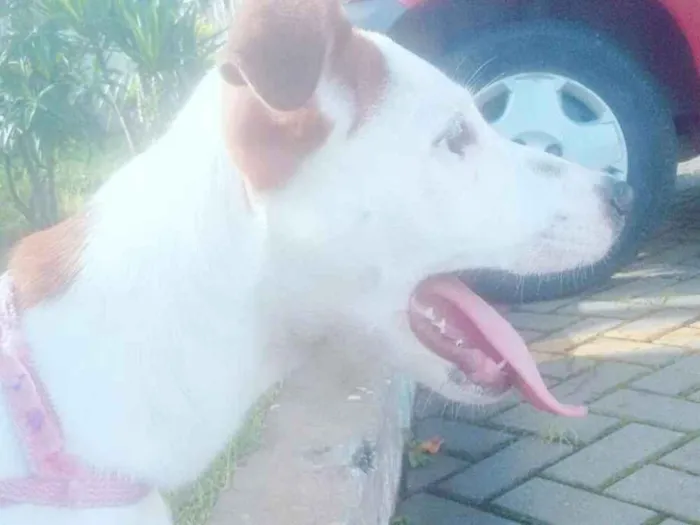 Cachorro ra a Vira lata idade 2 a 6 meses nome Meg