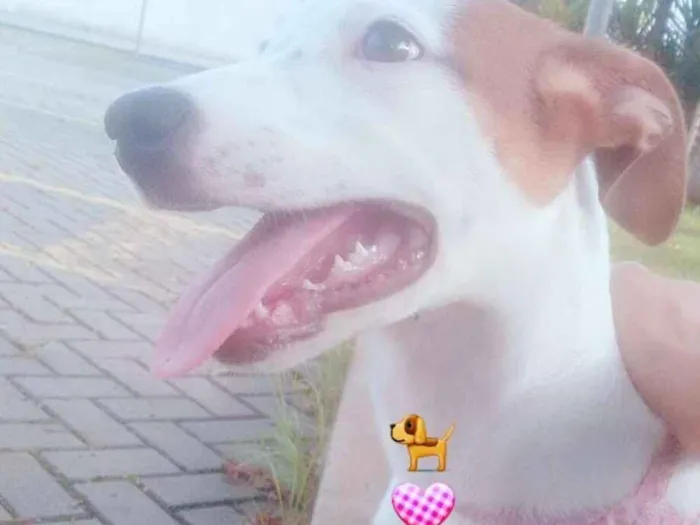 Cachorro ra a Vira lata idade 2 a 6 meses nome Meg