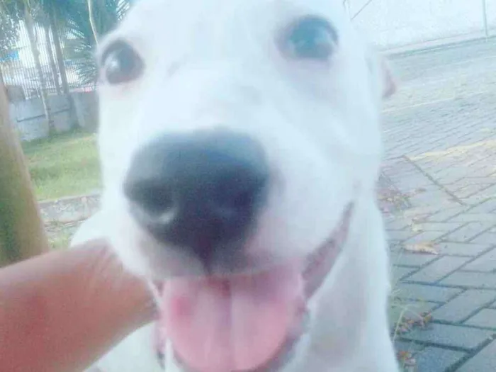 Cachorro ra a Vira lata idade 2 a 6 meses nome Meg