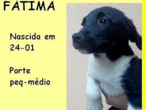 Cachorro raça  idade 2 a 6 meses nome Fátima Bebezinha