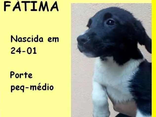 Cachorro ra a  idade 2 a 6 meses nome Fátima Bebezinha