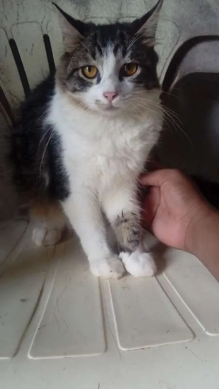 Gato ra a Siamês idade 2 a 6 meses nome lok,estarc,bruci