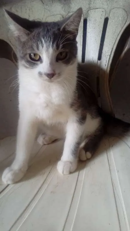 Gato ra a Siamês idade 2 a 6 meses nome lok,estarc,bruci