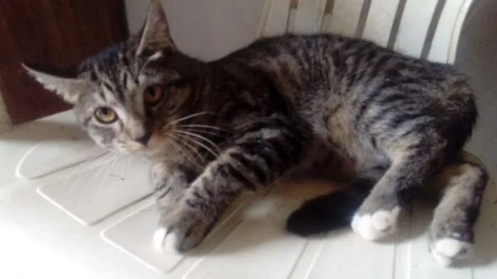 Gato ra a Siamês idade 2 a 6 meses nome lok,estarc,bruci