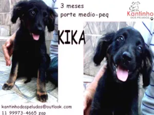 Cachorro raça  idade 2 a 6 meses nome Kika Filhotinha