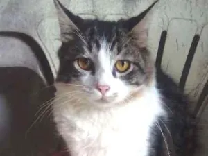 Gato raça Siamês idade 2 a 6 meses nome lok,estarc,bruci