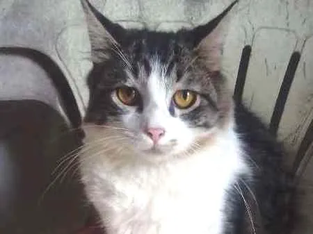 Gato ra a Siamês idade 2 a 6 meses nome lok,estarc,bruci