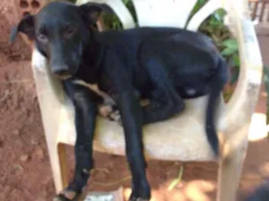 Cachorro raça SRD idade 2 a 6 meses nome Leão & Lobinho