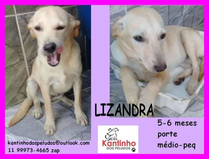 Cachorro ra a  idade 2 a 6 meses nome Lizandra Filhotinha