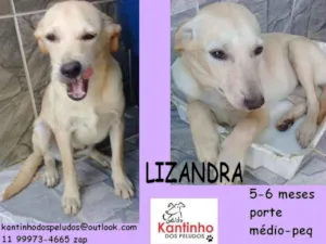 Cachorro raça  idade 2 a 6 meses nome Lizandra Filhotinha
