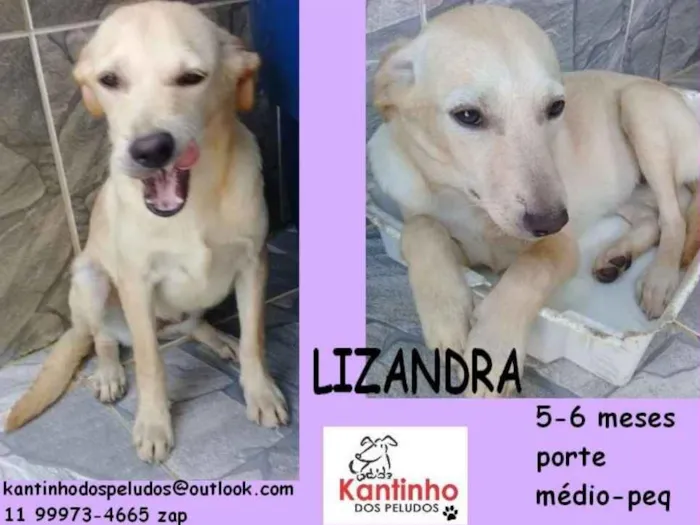 Cachorro ra a  idade 2 a 6 meses nome Lizandra Filhotinha