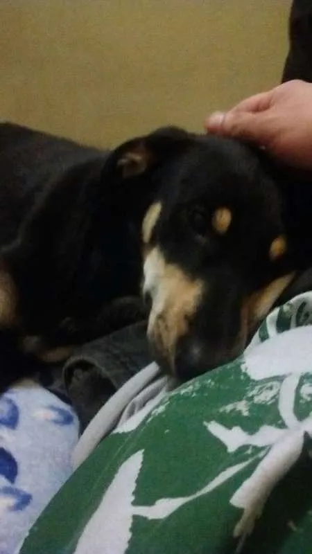 Cachorro ra a Indefinida idade 7 a 11 meses nome Spike