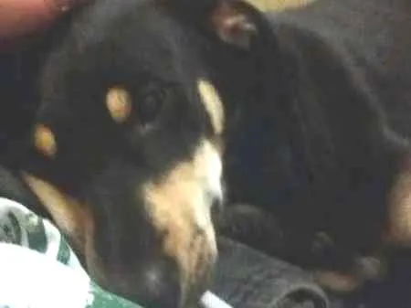Cachorro ra a Indefinida idade 7 a 11 meses nome Spike