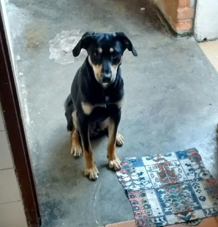 Cachorro ra a Indefinida idade 7 a 11 meses nome Spike