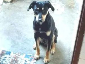 Cachorro raça Indefinida idade 7 a 11 meses nome Spike