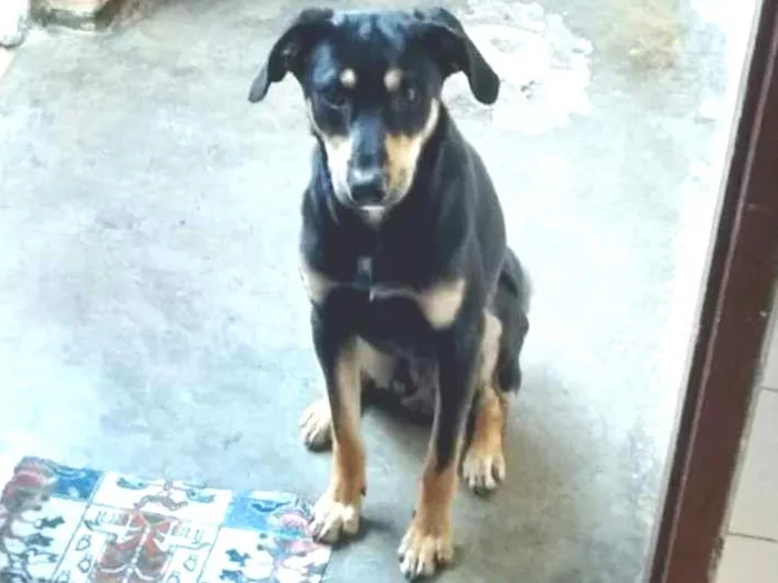 Cachorro ra a Indefinida idade 7 a 11 meses nome Spike