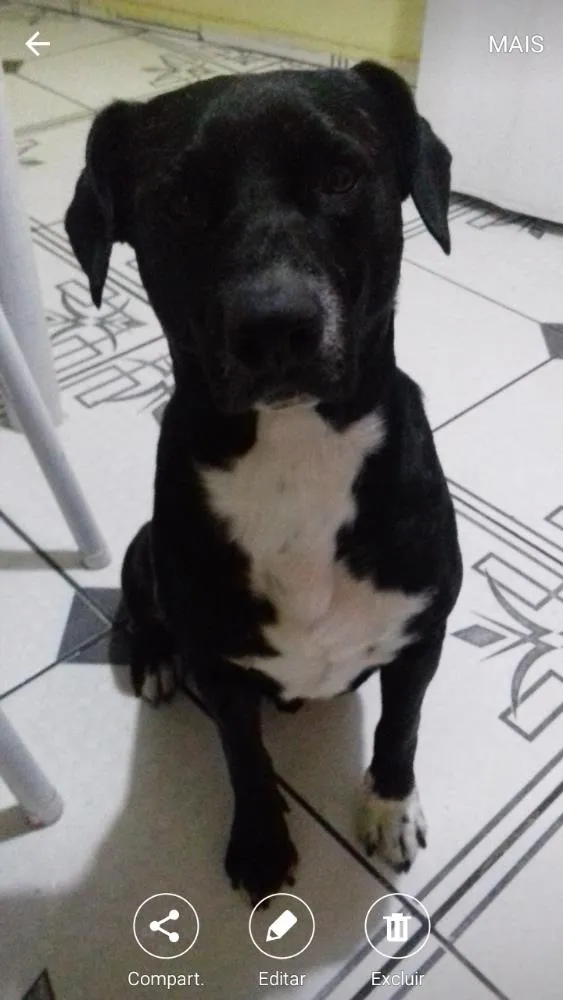 Cachorro ra a Labrador e vira lata  idade 5 anos nome Negao 