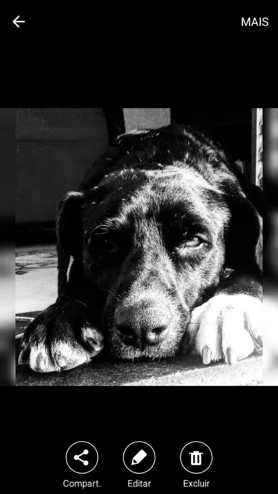 Cachorro ra a Labrador e vira lata  idade 5 anos nome Negao 