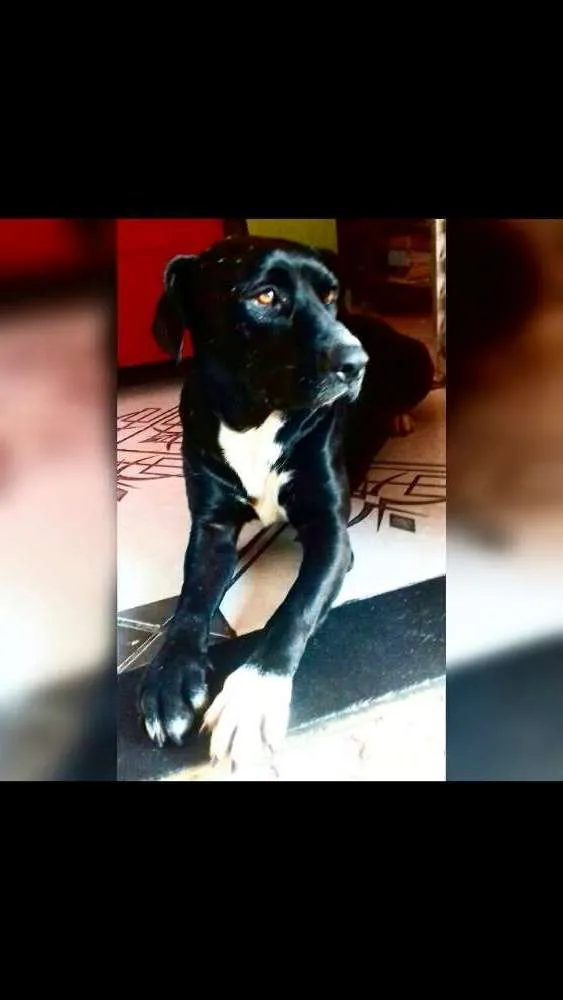 Cachorro ra a Labrador e vira lata  idade 5 anos nome Negao 