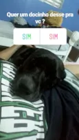 Negao 