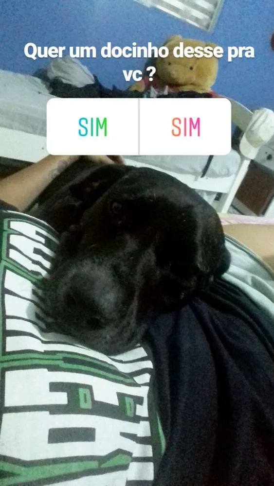 Cachorro ra a Labrador e vira lata  idade 5 anos nome Negao 