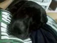Negao 