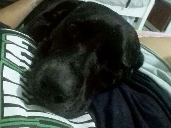 Cachorro ra a Labrador e vira lata  idade 5 anos nome Negao 