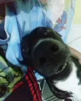 Negao 