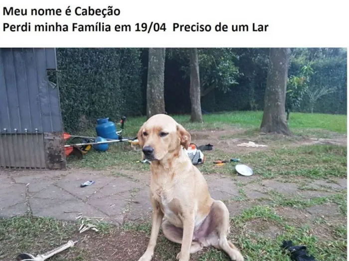 Cachorro ra a srd idade 5 anos nome Cabeção