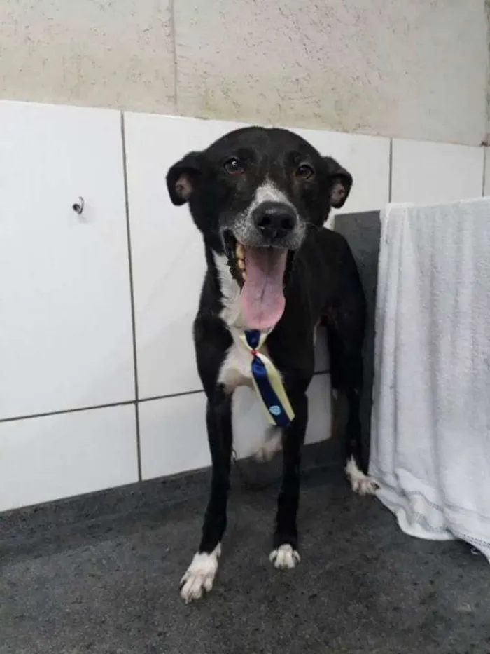 Cachorro ra a SRD idade 3 anos nome Neguinho