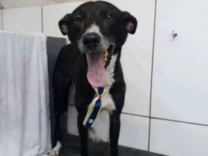 Cachorro raça SRD idade 3 anos nome Neguinho