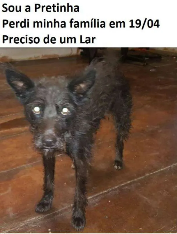 Cachorro ra a srd idade 6 ou mais anos nome Pretinha