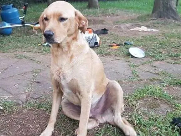 Cachorro ra a srd idade 5 anos nome Cabeção