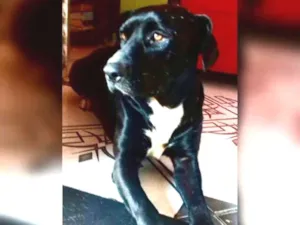 Cachorro raça Labrador e vira lata  idade 5 anos nome Negao 