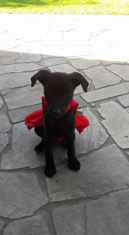 Cachorro ra a SRD idade 2 a 6 meses nome Lala, Lele e Lili