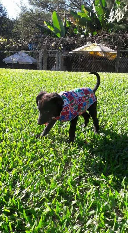 Cachorro ra a SRD idade 2 a 6 meses nome Lala, Lele e Lili