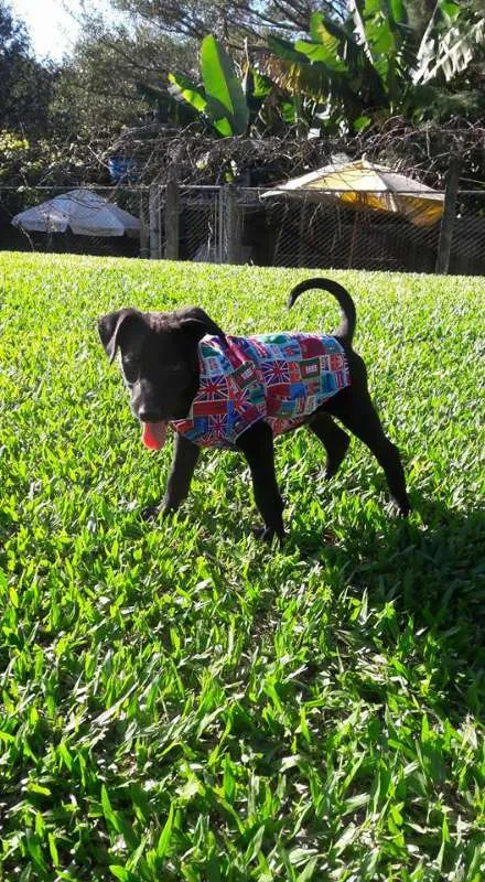 Cachorro ra a SRD idade 2 a 6 meses nome Lala, Lele e Lili