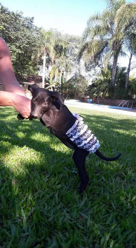 Cachorro ra a SRD idade 2 a 6 meses nome Lala, Lele e Lili