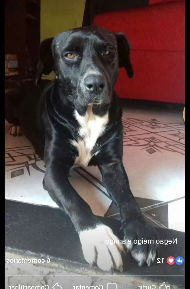 Cachorro ra a Labrador idade 6 ou mais anos nome Negao