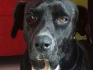 Cachorro raça Labrador idade 6 ou mais anos nome Negao