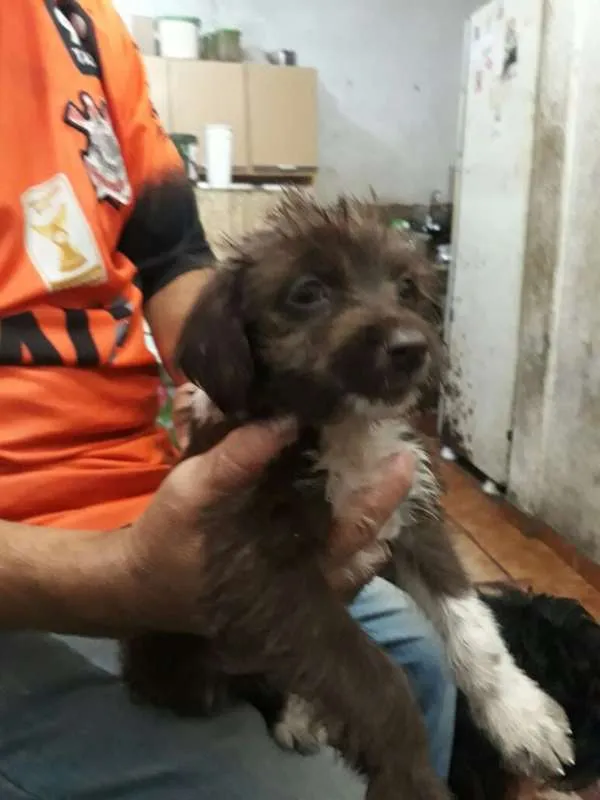 Cachorro ra a SRD idade 2 a 6 meses nome sem nome