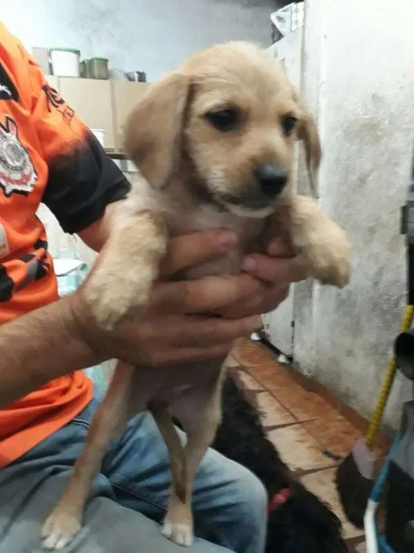 Cachorro ra a SRD idade 2 a 6 meses nome sem nome