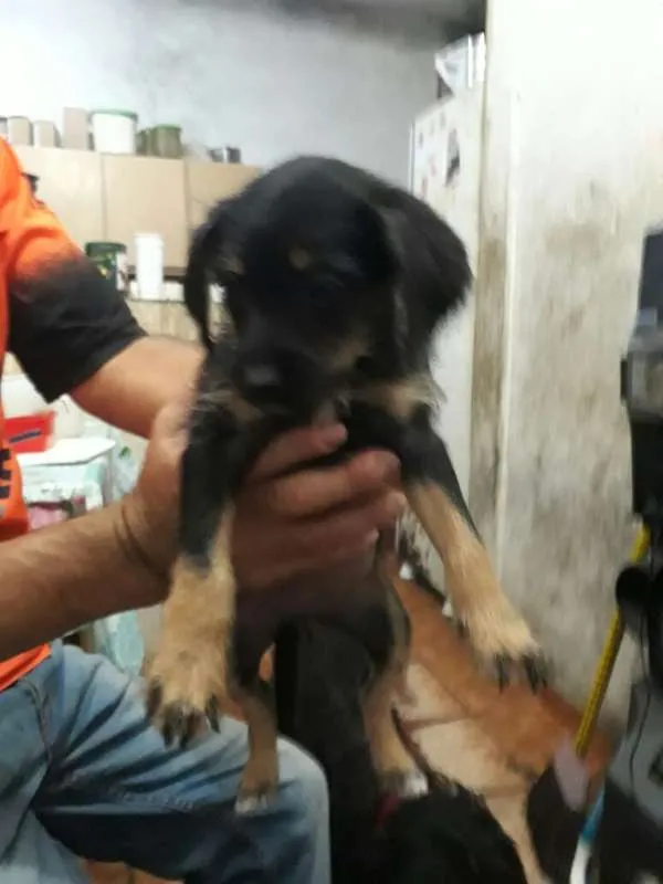 Cachorro ra a SRD idade 2 a 6 meses nome sem nome