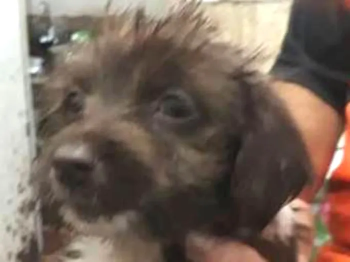 Cachorro ra a SRD idade 2 a 6 meses nome sem nome