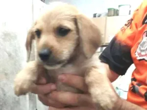 Cachorro raça SRD idade 2 a 6 meses nome sem nome