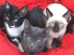 Gato raça srd idade 2 a 6 meses nome 3 Lindinhas