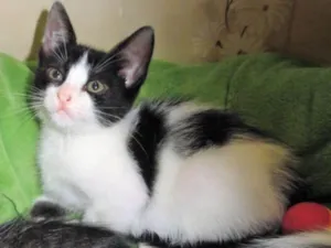 Gato raça SRD idade 2 a 6 meses nome Colombina