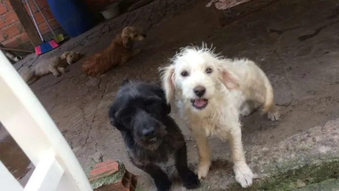 Cachorro ra a Vilalata idade 3 anos nome Toddy