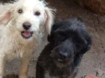 Cachorro ra a Vilalata idade 3 anos nome Toddy