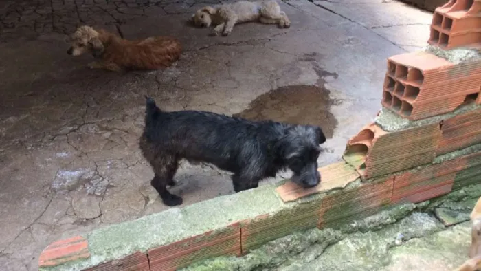 Cachorro ra a Vilalata idade 3 anos nome Toddy